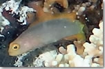  Chlidichthys inornatus (Inornate Dottyback, Yellow Dottyback)